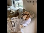 The image shows the Golden Retriever dog reading a newspaper to keep itself 'updated with the news'. (Instagram/@hdbrosriley)