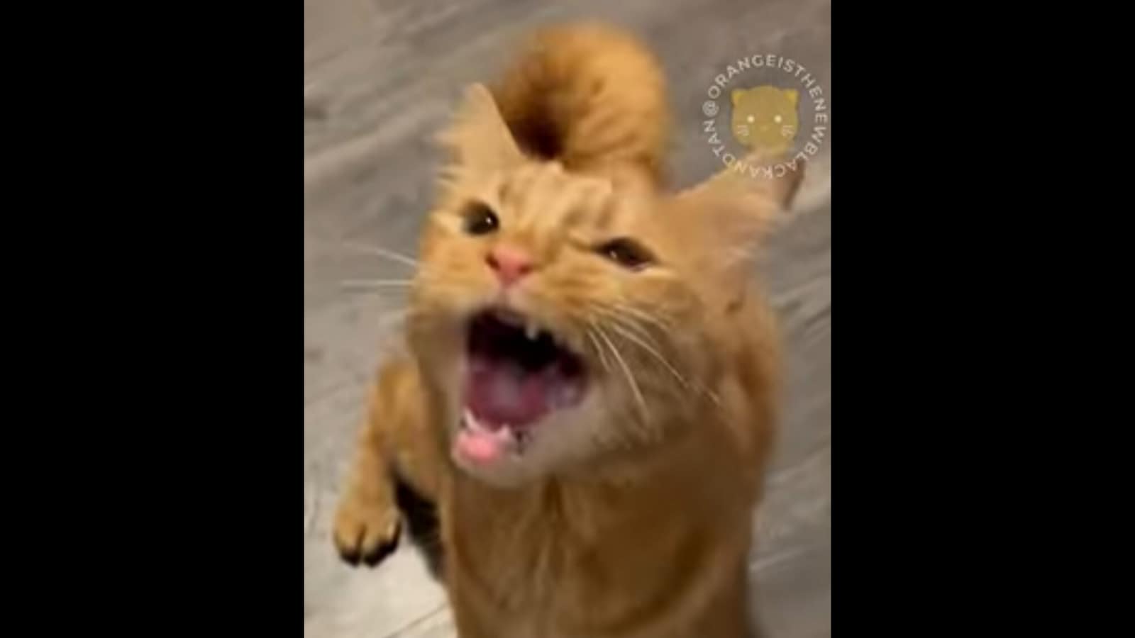 This cute cat has a lot to 'say' when dinner is just a few seconds ...