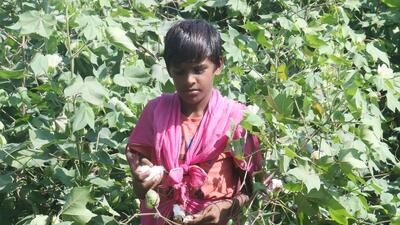 Indian authorities gave a nod to hybrid BG1 cotton seeds in 2002 and its official use was first started in Punjab in 2005 after the major attack of American bollworm. (HT File) Indian authorities gave a nod to hybrid BG1 cotton seeds in 2002 and its official use was first started in Punjab in 2005 after the major attack of American bollworm. (HT File)
