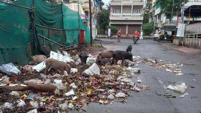 At least 300 garbage chronic spots are developed across the city and the pigs are found around these areas, causing an eyesore. (HT PHOTO)