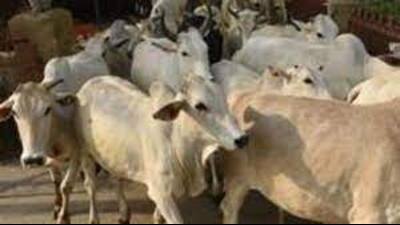 As many as 55 of 188 cows at the cow protection centre in Amroha died on Thursday (August 4) after consuming contaminated green fodder supplied by a local farmer while six more succumbed later (Pic for representation) As many as 55 of 188 cows at the cow protection centre in Amroha died on Thursday (August 4) after consuming contaminated green fodder supplied by a local farmer while six more succumbed later (Pic for representation)