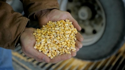 Based on state-of-the-art indigenous technology, the project will turn a new chapter in India's waste-to-wealth endeavours by utilising about 2 lakh tonnes of rice straw annually to generate around 3 crore litres of ethanol.&nbsp; (REUTERS)