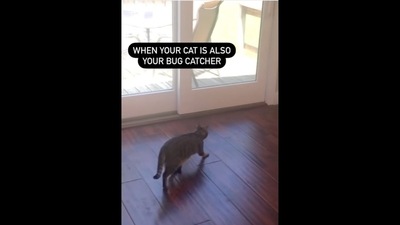 The image, taken from the video posted on Instagram, showcases a cat. The text insert reads, "When your cat is also your bug catcher." (Instagram/@frankandcole) The image, taken from the video posted on Instagram, showcases a cat. The text insert reads, "When your cat is also your bug catcher." (Instagram/@frankandcole)