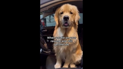 A screengrab from the video posted on Instagram. It shows a Golden Retriever dog named Finn. The text insert reads, "When you lie on your resume and still get the job." (Instagram/@goldengirl_xena)
