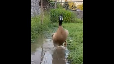 This cute duck splashes away in puddles. (Instagram/@fatty_and_friends) This cute duck splashes away in puddles. (Instagram/@fatty_and_friends)