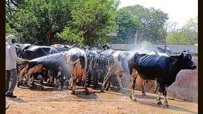 Till now, 1,700 cattle have been found infected with lumpy skin disease in Ludhiana district, of which 1,500 are cows. (HT) Till now, 1,700 cattle have been found infected with lumpy skin disease in Ludhiana district, of which 1,500 are cows. (HT)