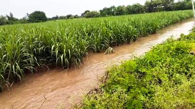 A flooded agricultural land in India during the ongoing monsoon season. (ANI Photo)