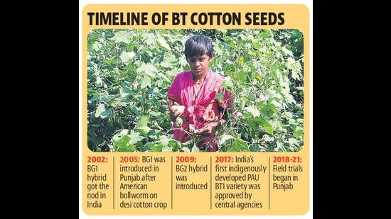 In 2009, BG2 was rolled out to tackle the identified three main types of pests that tend to develop resistance to previous levels of toxins. (HT Photo) In 2009, BG2 was rolled out to tackle the identified three main types of pests that tend to develop resistance to previous levels of toxins. (HT Photo)