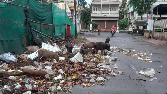 At least 300 garbage chronic spots are developed across the city and the pigs are found around these areas, causing an eyesore. (HT PHOTO) At least 300 garbage chronic spots are developed across the city and the pigs are found around these areas, causing an eyesore. (HT PHOTO)