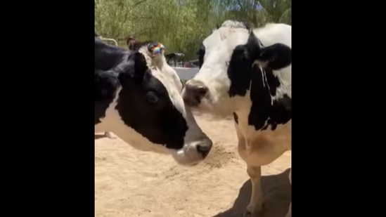 This video shows the adorable bond between two cow sisters.&nbsp;(Instagram/@thegentlebarn)