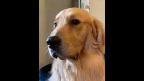 Type of new arrivals retriever dog crossword