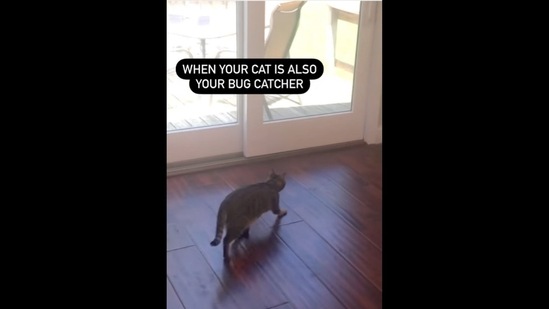 Videos for cats to watch bugs store