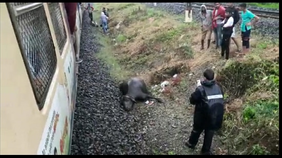 A cattle run over incident on Monday occurred when a train was coming from Lonavla to Pune, halting all train movements for 35 minutes. (HT PHOTO) A cattle run over incident on Monday occurred when a train was coming from Lonavla to Pune, halting all train movements for 35 minutes. (HT PHOTO)