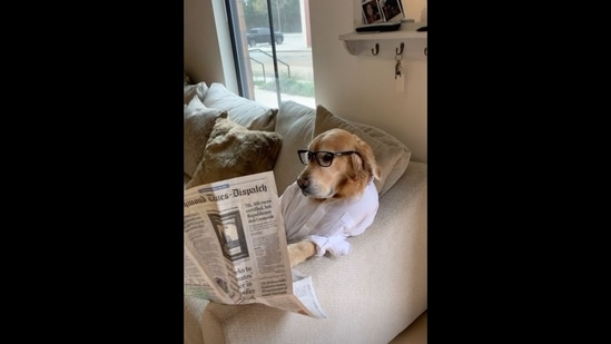 The image shows the Golden Retriever dog reading a newspaper to keep itself 'updated with the news'.&nbsp;(Instagram/@hdbrosriley)