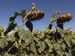Sunflowers suffer from lack of water, as Europe is under an unusually extreme heat wave, in Ury, 112 miles south of Paris, France, Monday, Aug. 8, 2022. France is this week going through its fourth heatwave of the year as the government warned last week that the country is faced with the most severe drought ever recorded. Some farmers have started to see a decrease in production especially in fields of soy, sunflowers and corn. (AP) Sunflowers suffer from lack of water, as Europe is under an unusually extreme heat wave, in Ury, 112 miles south of Paris, France, Monday, Aug. 8, 2022. France is this week going through its fourth heatwave of the year as the government warned last week that the country is faced with the most severe drought ever recorded. Some farmers have started to see a decrease in production especially in fields of soy, sunflowers and corn. (AP)