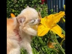 The cute little Chihuahua dog can be seen smelling flowers in the garden. (Instagram/@chihuahuacedric) The cute little Chihuahua dog can be seen smelling flowers in the garden. (Instagram/@chihuahuacedric)