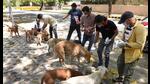 Stray dogs fed by dog feeders (Sonu Mehta/HT PHOTO) Stray dogs fed by dog feeders (Sonu Mehta/HT PHOTO)