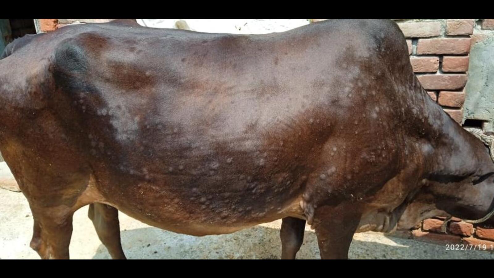 6,135 cattle in 482 villages in grip of lumpy skin disease, House told