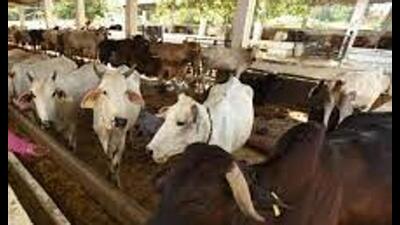 CM Yogi Adityanath had ordered the constitution of the investigation committee that also comprised the divisional commissioner, Moradabad and the director of animal husbandry. (FOR REPRESENTATION PURPOSE) CM Yogi Adityanath had ordered the constitution of the investigation committee that also comprised the divisional commissioner, Moradabad and the director of animal husbandry. (FOR REPRESENTATION PURPOSE)