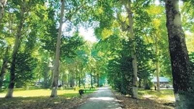 The proposed park will be named as ChinarZaar (The Valley of Chinars), located on the foothills of the Zabarwan mountains and the plantation of 75 Chinar trees will mark the beginning of this park on the eve of August 15, the 75th year of independence of the country. (Image for representational purpose) The proposed park will be named as ChinarZaar (The Valley of Chinars), located on the foothills of the Zabarwan mountains and the plantation of 75 Chinar trees will mark the beginning of this park on the eve of August 15, the 75th year of independence of the country. (Image for representational purpose)