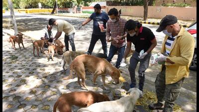 Stray dogs fed by dog feeders (Sonu Mehta/HT PHOTO) Stray dogs fed by dog feeders (Sonu Mehta/HT PHOTO)