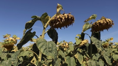 Sunflowers suffer from lack of water, as Europe is under an unusually extreme heat wave, in Ury, 112 miles south of Paris, France, Monday, Aug. 8, 2022. France is this week going through its fourth heatwave of the year as the government warned last week that the country is faced with the most severe drought ever recorded. Some farmers have started to see a decrease in production especially in fields of soy, sunflowers and corn. (AP) Sunflowers suffer from lack of water, as Europe is under an unusually extreme heat wave, in Ury, 112 miles south of Paris, France, Monday, Aug. 8, 2022. France is this week going through its fourth heatwave of the year as the government warned last week that the country is faced with the most severe drought ever recorded. Some farmers have started to see a decrease in production especially in fields of soy, sunflowers and corn. (AP)