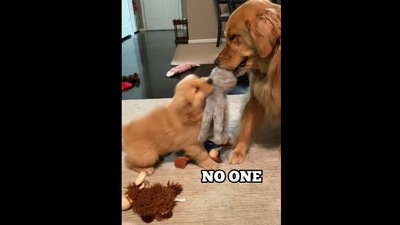 The image, taken from the Instagram video of the Golden Retrievers, shows them fighting over a toy. (Instagram/@bowen_thegolden)