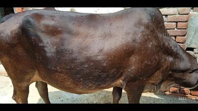 The Haryana animal husbandry and dairying minister said 5 lakh vaccines have been ordered for the prevention of lumpy skin disease in animals and the vaccine will arrive by Tuesday evening. (HT Photo) The Haryana animal husbandry and dairying minister said 5 lakh vaccines have been ordered for the prevention of lumpy skin disease in animals and the vaccine will arrive by Tuesday evening. (HT Photo)
