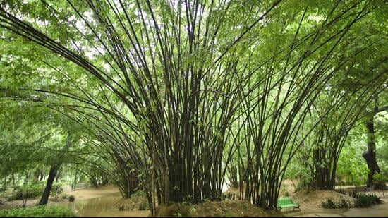 DDA officials said that currently 10 hectares of areas are being developed, but more areas will be brought under bamboo plantation. (Representational image/HT Archive) DDA officials said that currently 10 hectares of areas are being developed, but more areas will be brought under bamboo plantation. (Representational image/HT Archive)