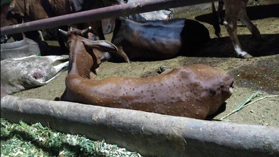 Lumpy skin disease: Herders a worried lot as nearly 6,000 cases in Haryana, northern districts worst-hit - Hindustan Times Lumpy skin disease: Herders a worried lot as nearly 6,000 cases in Haryana, northern districts worst-hit - Hindustan Times