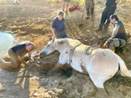 The image is taken from the Facebook post that shows firefighter rescuing a horse from knee-deep mud.