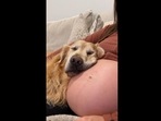 The image, taken from the video shared on Instagram, shows a Golden Retriever dog named Riley taking naps on his pet mom's baby bump.(Instagram/@hdbrosriley) The image, taken from the video shared on Instagram, shows a Golden Retriever dog named Riley taking naps on his pet mom's baby bump.(Instagram/@hdbrosriley)