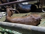 ICAR develops vaccine for Lumpy Skin Disease in cattle(HT file photo) ICAR develops vaccine for Lumpy Skin Disease in cattle(HT file photo)