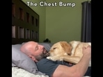 A screengrab of the video posted on Instagram. It shows a Labrador dog Magnus and his pet dad Brain Benson cuddling in an adorable way. (Instagram/@magnusthetherapydog) A screengrab of the video posted on Instagram. It shows a Labrador dog Magnus and his pet dad Brain Benson cuddling in an adorable way. (Instagram/@magnusthetherapydog)