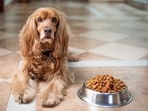 Hearing loss in dogs is associated with dementia(Pixabay) Hearing loss in dogs is associated with dementia(Pixabay)