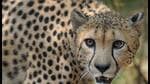 New Delhi and Namibia in July signed an agreement for the relocation of the first batch of cheetahs, the world’s fastest animal extinct in India since 1952. (AFP) New Delhi and Namibia in July signed an agreement for the relocation of the first batch of cheetahs, the world’s fastest animal extinct in India since 1952. (AFP)