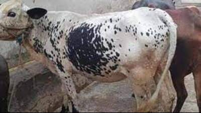 To contain the spread of lumpy skin disease (LSD), 29 teams of veterinary officials have been constituted at sub-division level in Jalandhar for prompt checking and prevention of such cases, if reported, in their respective areas (HT PHOTO ) To contain the spread of lumpy skin disease (LSD), 29 teams of veterinary officials have been constituted at sub-division level in Jalandhar for prompt checking and prevention of such cases, if reported, in their respective areas (HT PHOTO )