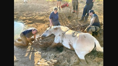 The image is taken from the Facebook post that shows firefighter rescuing a horse from knee-deep mud. (Facebook/@Denton County Emergency Services District)