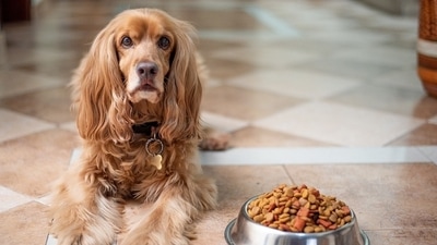 Hearing loss in dogs is associated with dementia (Pixabay) Hearing loss in dogs is associated with dementia (Pixabay)