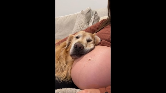 The image, taken from the video shared on Instagram, shows a Golden Retriever dog named Riley taking naps on his pet mom's baby bump. (Instagram/@hdbrosriley)