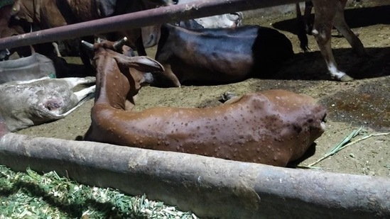 ICAR develops vaccine for Lumpy Skin Disease in cattle(HT file photo)