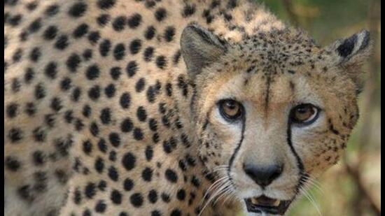 New Delhi and Namibia in July signed an agreement for the relocation of the first batch of cheetahs, the world’s fastest animal extinct in India since 1952. (AFP)
