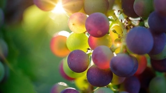 Grapes increased levels of antioxidant genes and postponed natural death in conjunction with a high-fat diet.(Pixabay)