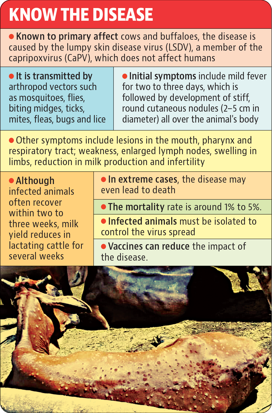 Lumpy skin disease cases cross 740 in Mohali, 130 in Panchkula