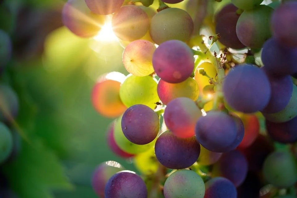 Grapes increased levels of antioxidant genes and postponed natural death in conjunction with a high-fat diet. (Pixabay)