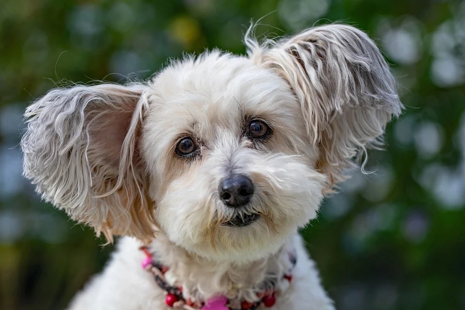 Raksha Bandhan 2022: Pets love their masters selflessly and regardless of the situation, they stand by your side through your ups and downs (Pixabay) Raksha Bandhan 2022: Pets love their masters selflessly and regardless of the situation, they stand by your side through your ups and downs (Pixabay)