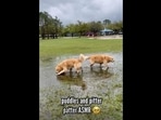 The image, taken from the video posted on Instagram. shows two Golden Retriever dogs, Xena and Finn, playing in the puddles.(Instagram/@goldengirl_xena) The image, taken from the video posted on Instagram. shows two Golden Retriever dogs, Xena and Finn, playing in the puddles.(Instagram/@goldengirl_xena)