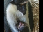 The baby Diana monkey with its mother at the Paignton Zoo. (Twitter/@PaigntonZoo) The baby Diana monkey with its mother at the Paignton Zoo. (Twitter/@PaigntonZoo)