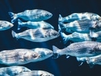 Tiny bones found in the inner ear of fish hold clues to the fish's age, migration patterns, and the type of water that the fish lived in.(Unsplash) Tiny bones found in the inner ear of fish hold clues to the fish's age, migration patterns, and the type of water that the fish lived in.(Unsplash)