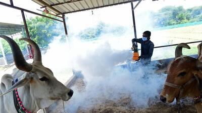 A volunteer fumigates at a cow shelter as a preventive measure against the lumpy virus on the outskirts of Ahmedabad on July 30. (AFP File Photo) A volunteer fumigates at a cow shelter as a preventive measure against the lumpy virus on the outskirts of Ahmedabad on July 30. (AFP File Photo)